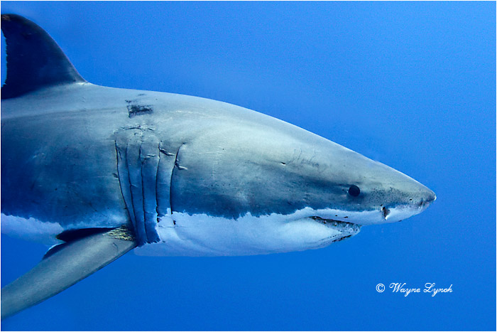 Great White Shark 125 by Dr. Wayne Lynch &copy;